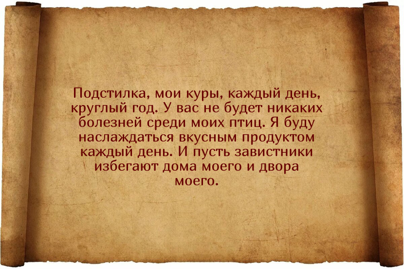 Заговоры для того, чтобы куры неслись ежедневно и хорошо