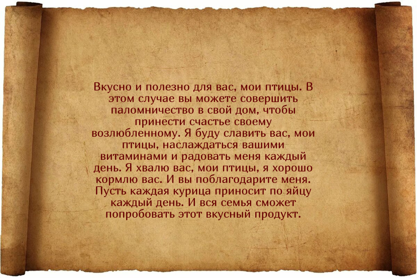 Заговоры для того, чтобы куры неслись ежедневно и хорошо