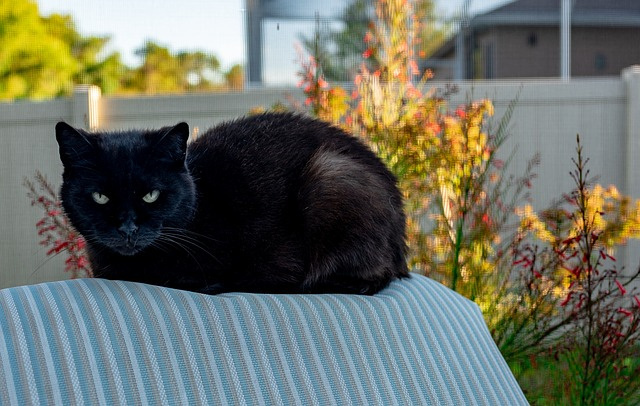 кот 