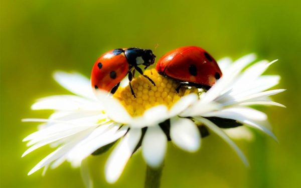 Ladybird 